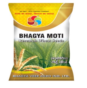 Bhagya Moti ( Wheat Seed )