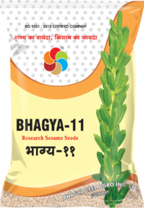 Bhagya-11 ( Sesame Seed )