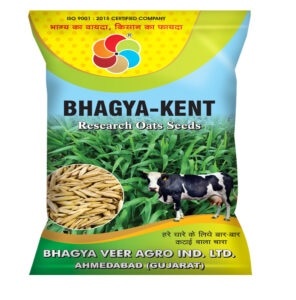 Bhagya Kent ( Oats Seed )