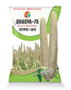 Bhagya-75 (Hy.Bajra)