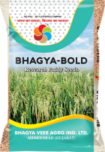 Bhagya Bold (Paddy Seed)