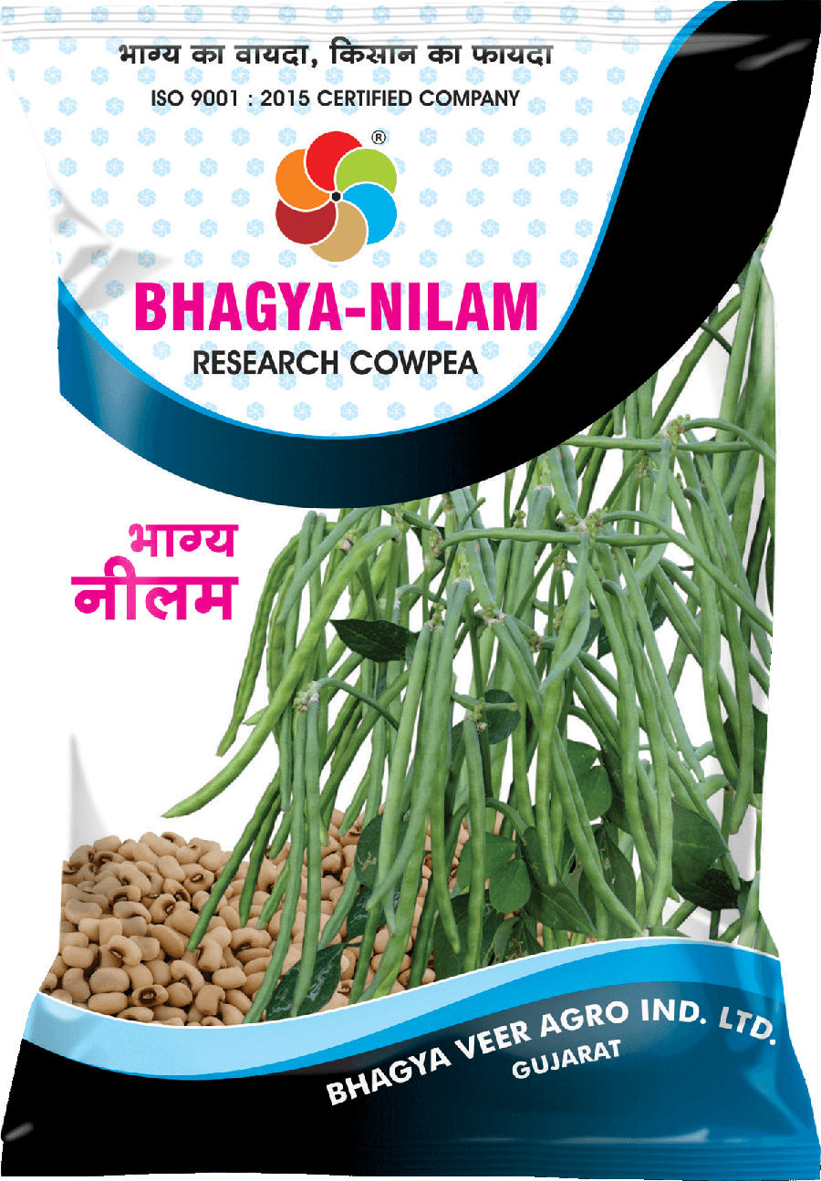 Bhagyaveer Bhagya Nilam ( Research Cowpea )